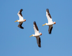 Pelicans Flying In Formation