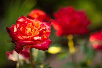 red-orange rose flowers in a garden landscape in summer, defocused, country plot