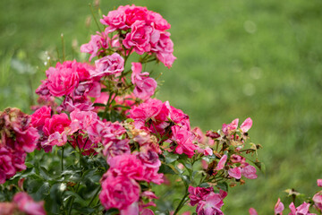 beautiful flowering bush of climbing rose of crimson color in the garden in landscape design