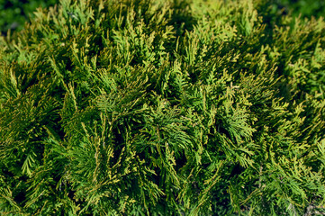 Backdrop of green leaves natural wall. Close-up, macro.