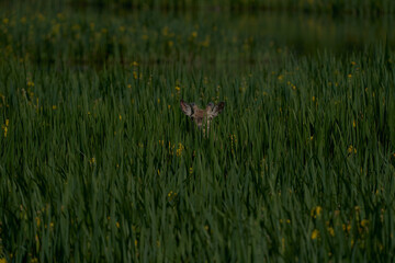 Red deer head peeking out of the grass