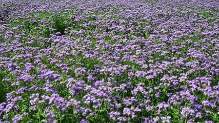 Fototapeta premium Purple flowering field of Lacy Phacelia, agricultural plant with latin name Phacelia Tanacetifolia, known for production of green mass and apiculture importance.