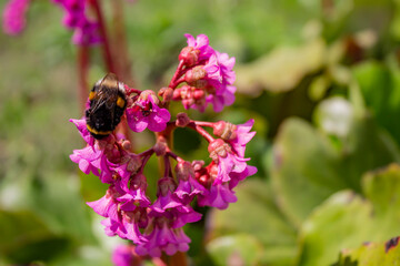 Bumblebee, bee on a flower collecting pollen - sunny summer photo. Pollination and blooming purple violet buds. World bee day - empty space for text