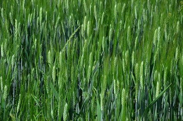 Green field with late spring Common Wheat plants, latin name Triticum Aestivum, with typical ears and leaves,