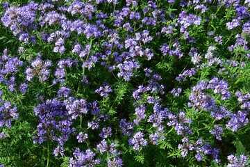 Naklejka premium Detail of flowering Lacy Phacelia plants, latin name Phacelia Tanacetifolia, in late spring sunshine on field. 