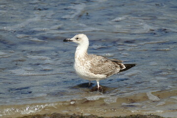 Möwe