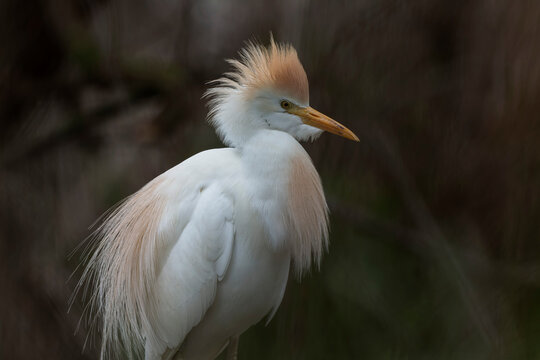 H&eacute;ron garde-boeufs  Bubulcus ibis en gros plan en Camargue, France