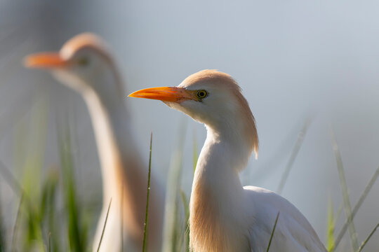 H&eacute;ron garde-boeufs  Bubulcus ibis en gros plan en Camargue, France