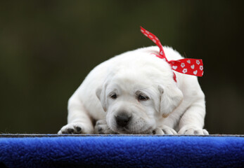 a yellow labrador puppy on the blue