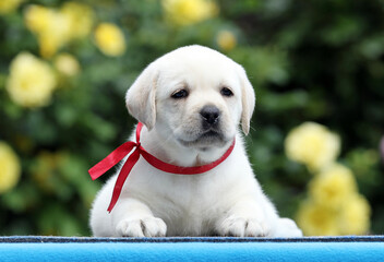 sweet yellow labrador puppy on the blue