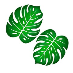 Tropical monstera leaves seamless pattern hand-drawn digital illustration 