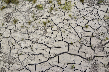 Dry soil shakes with a thicket of vegetation