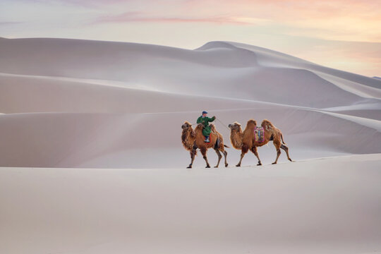 Man riding through the desert with two camels, Gobi desert, Mongolia