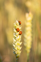 ladybugs perched on an ear of grain with out-of-focus background