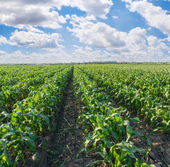 Fototapeta na wymiar cornfield in the afternoon, young maize planted in rows.