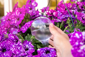 Person hand attaching round transparent self watering device globe inside potted night sky petunia...