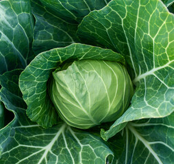 head of young green cabbage close-up, cabbage grows in the farmer field.
