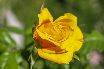 yellow rose flower