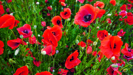 Naklejka premium Remembrance poppy, field with poppies, nature, mountains, red flowers, red field, field with flowers
