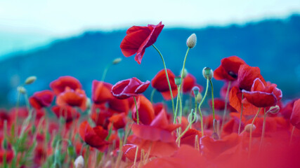 Remembrance poppy, field with poppies, nature, mountains, red flowers, red field, field with flowers