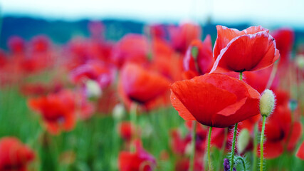 Obraz premium Remembrance poppy, field with poppies, nature, mountains, red flowers, red field, field with flowers