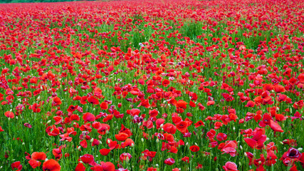 Remembrance poppy, field with poppies, nature, mountains, red flowers, red field, field with flowers
