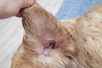 The ear of a dog lying on the floor. Close-up.