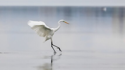 Elegant white heron landing on a lake on a neutral background. Great egret, Casmerodius albus.