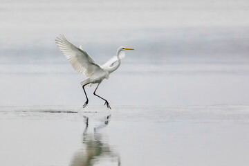 Elegant white heron landing on a lake on a neutral background. Great egret, Casmerodius albus.