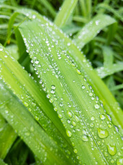 Fresh green grass with raindrops. Close up of green juicy grass after the rain.