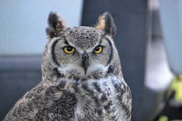 owl 