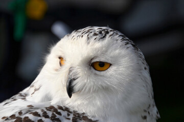 snowy owl