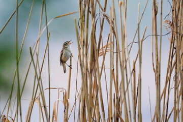 Little brown bird singing on reed . Warbler in natural environment.  Sedge Warbler,  Acrocephalus schoenobaenus