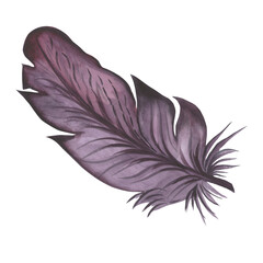 a fabulous black bird feather, an illustration in watercolor.