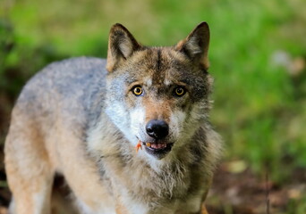 Fototapeta premium Close-up portrait of the wolf in a natural environment of a green forest. European grey wolf, Canis lupus.