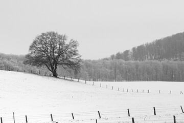 In einer schneebedeckten Landschaft steht ein einzelner Baum mit einem Wald im Hintergrund und umgeben von einem Zaun.