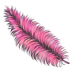 a fabulous pink bird feather, an illustration in watercolor.