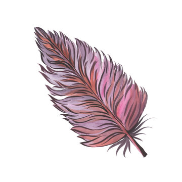 a fabulous bird feather, an illustration in watercolor.