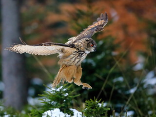 A great strong brown owl with huge red eyes flying through the forest on a red and green trees background. Eurasian Eagle Owl, Bubo bubo. - Powered by Adobe