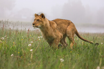 Close-up portrait of a lioness running  in a foggy morning through a savanna full of colorful flowers. Impressionistic scene of the top predator in a nature Lion, Panthera leo. - obrazy, fototapety, plakaty