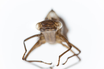 Exuvie einer metamorphosierten Larve der Libellenart Blaugrüne Mosaikjungfer