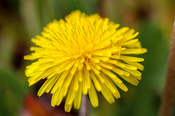 yellow dandelion flower