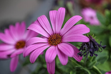Obraz premium pink cosmos flower