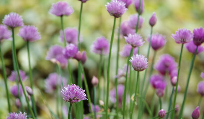 beautiful pink and purple chive flowers in summer