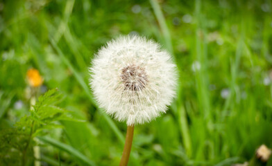 Dandelion Flower in the park