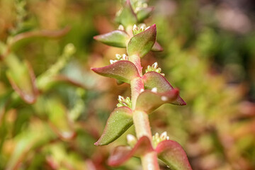 close up of a red leaf