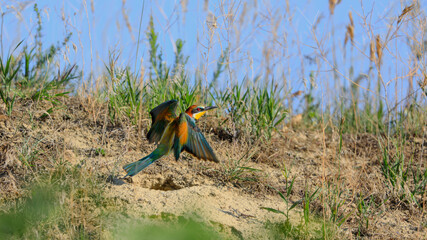 Fototapete bei efototapeten.de bestellen   