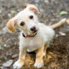 Puppy Dog Curious Vertical