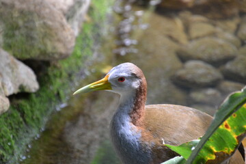 blue heron ardea cinerea