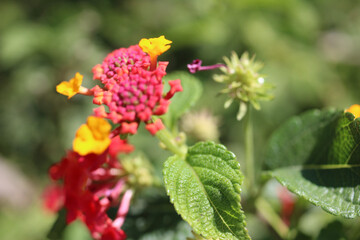 red and yellow flower